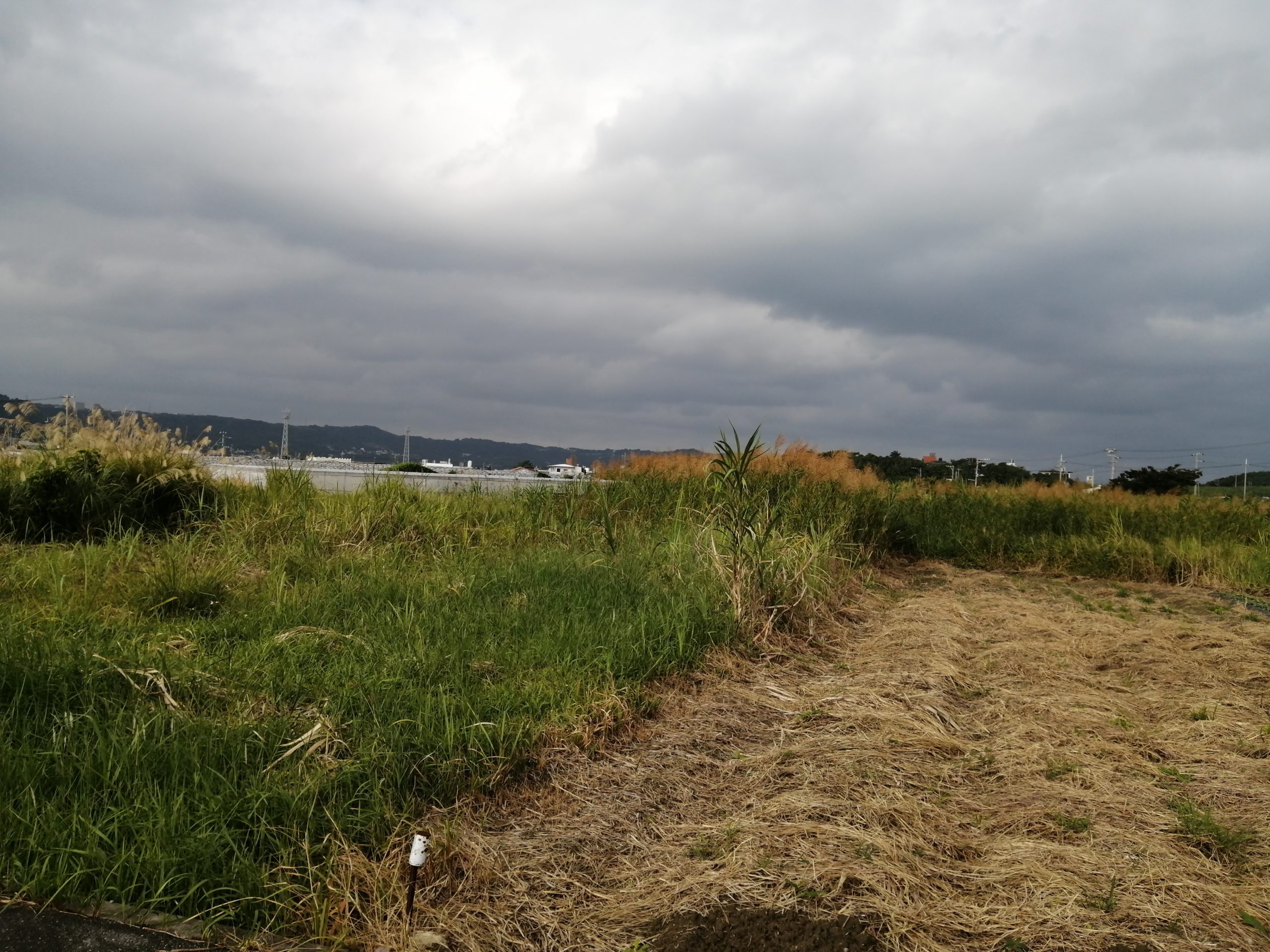 畑との出会い 沖縄移住者が農業を始めるブログ 沖縄移住者マキコの子育て農業ブログ