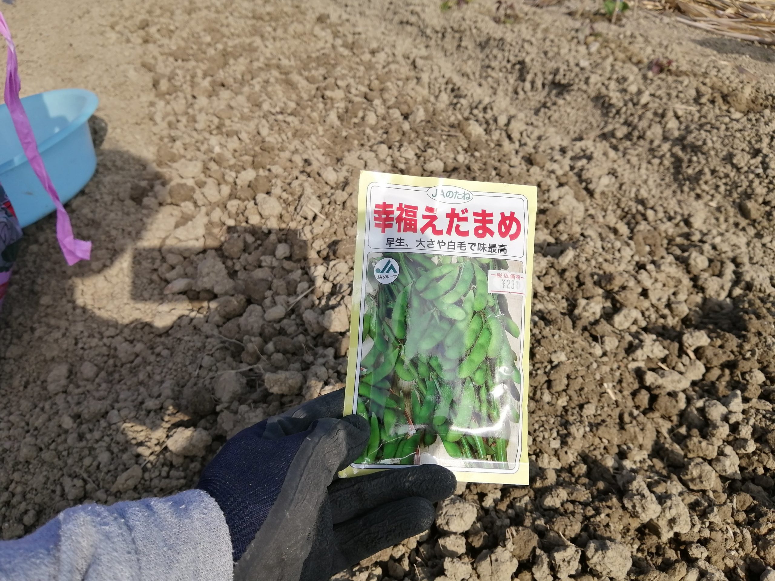 コンパニオンプランツ 枝豆とトウモロコシ 枝豆の種植える 沖縄移住者マキコの子育て農業ブログ