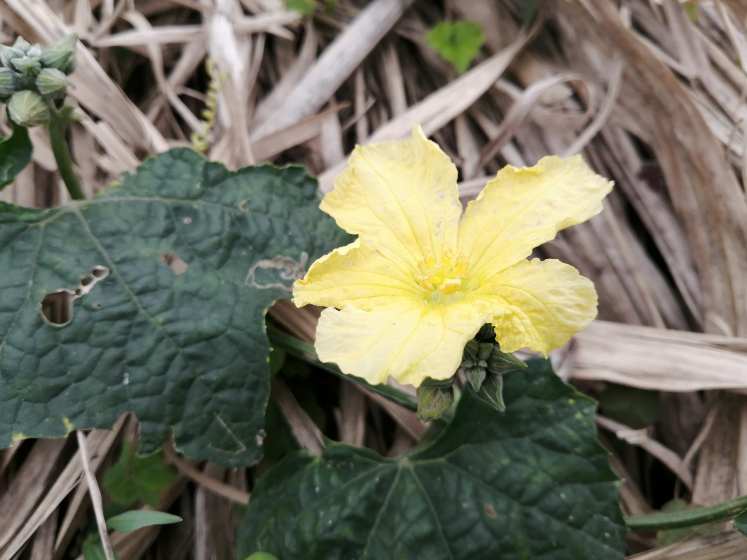 無農薬ヘチマ 苗を植えてから71日目 いんげん実る 沖縄移住者マキコの子育て農業ブログ