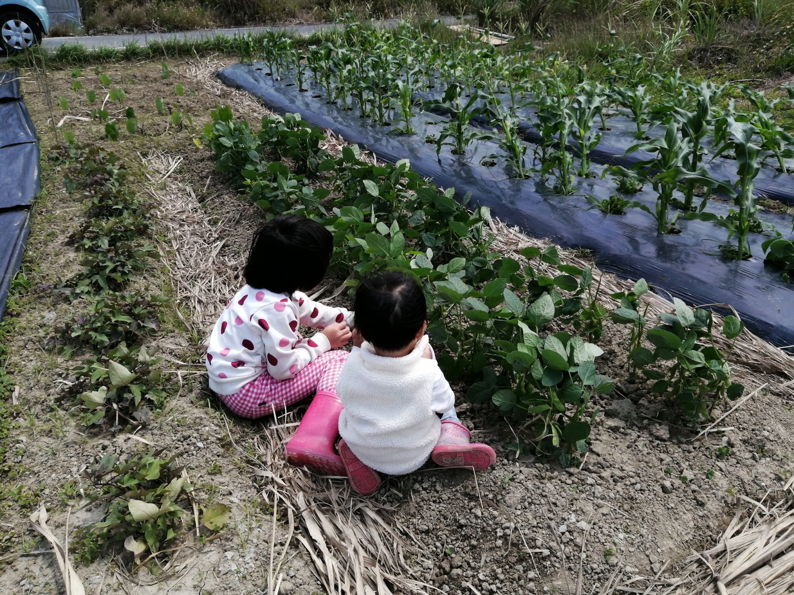 コロナの為入学式延期中 沖縄移住者マキコの子育て農業ブログ