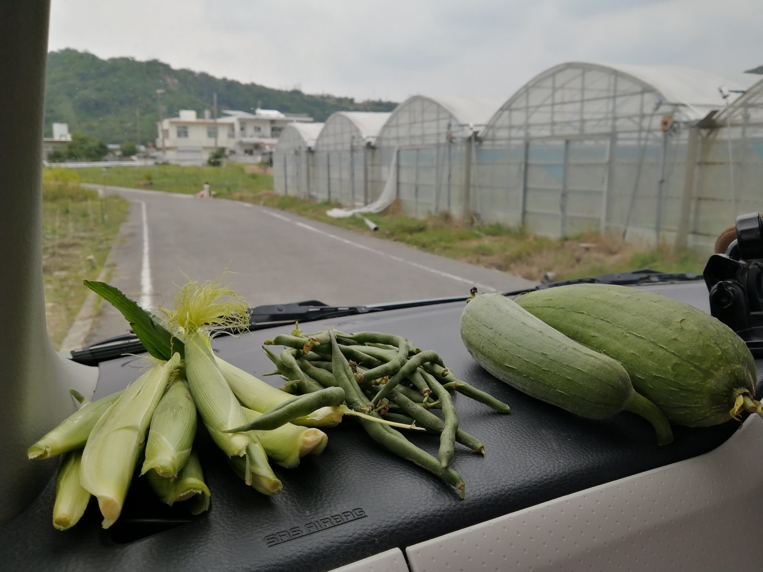 チンゲン菜の芽が出る 種蒔きから13日目 子供とメダカ獲り 沖縄移住者マキコの子育て農業ブログ